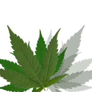 Grinder Cleaner, Refresh Your Weed Grinder